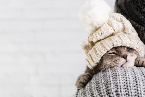 Gato resfriado?  Conheça os sintomas da Rinotraqueíte Felina.
