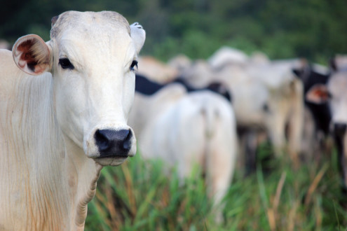 Controle parasitário na bovinocultura