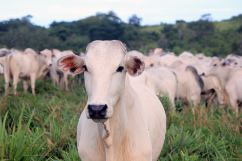 Boas práticas de vacinação em bovinos: o que o pecuarista precisa saber. 