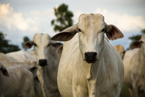Doença respiratória bovina: o principal problema dos confinamentos.
